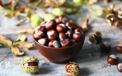 Știai că fructul de castan are o mulțime de beneficii pentru sănătate?