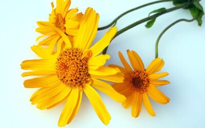 Arnica, galben-auriul care ne alină durerile