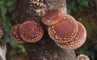 Ciuperca Shiitake