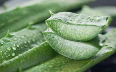 Aloe vera, un războinic de top împotriva drojdiei Candida albicans din cavitatea bucală