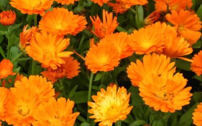 Extractul de gălbenele – elixirul cu multiple proprietăți de vindecare și protecție a pielii