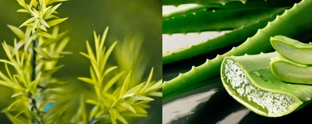 De vorbă cu natura – gelurile de duș naturale de la Vivanatura
