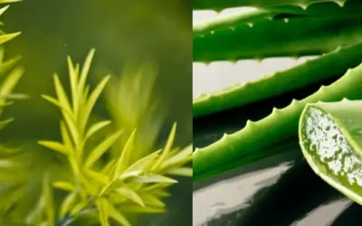 De vorbă cu natura – gelurile de duș naturale de la Vivanatura