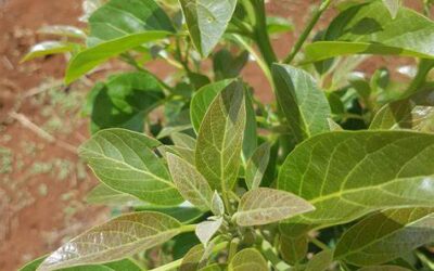 Substanțele hidratante ale pielii – între reclamele alunecoase și compușii naturali ce au cu adevărat efect