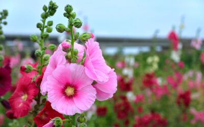 Nalba mare, o plantă sacră cu valențe calmante și regenerante pentru piele