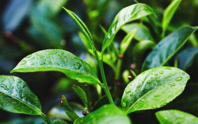 Care sunt secretele din spatele unui gel de duș – chimia verde din cosmeticele tale