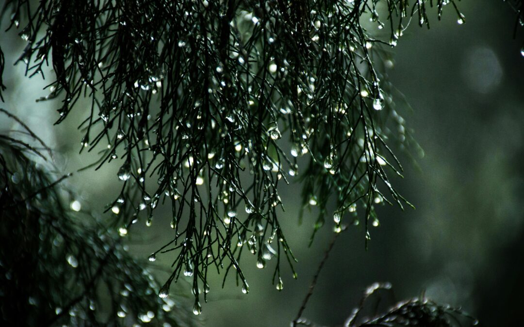 Mușchii tăi se simt mai bine cu o cremă ce conține compuși antiinflamatori de origine naturală