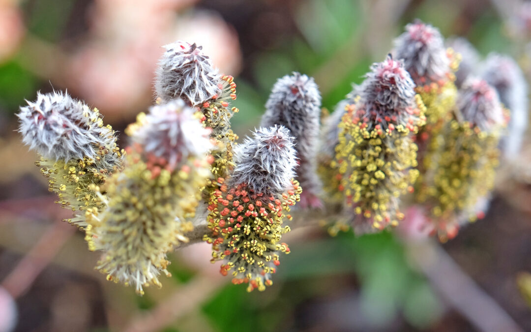 Salcia Himalayana – Ingredientul de top din cremele pentru durerile musculare ale spatelui